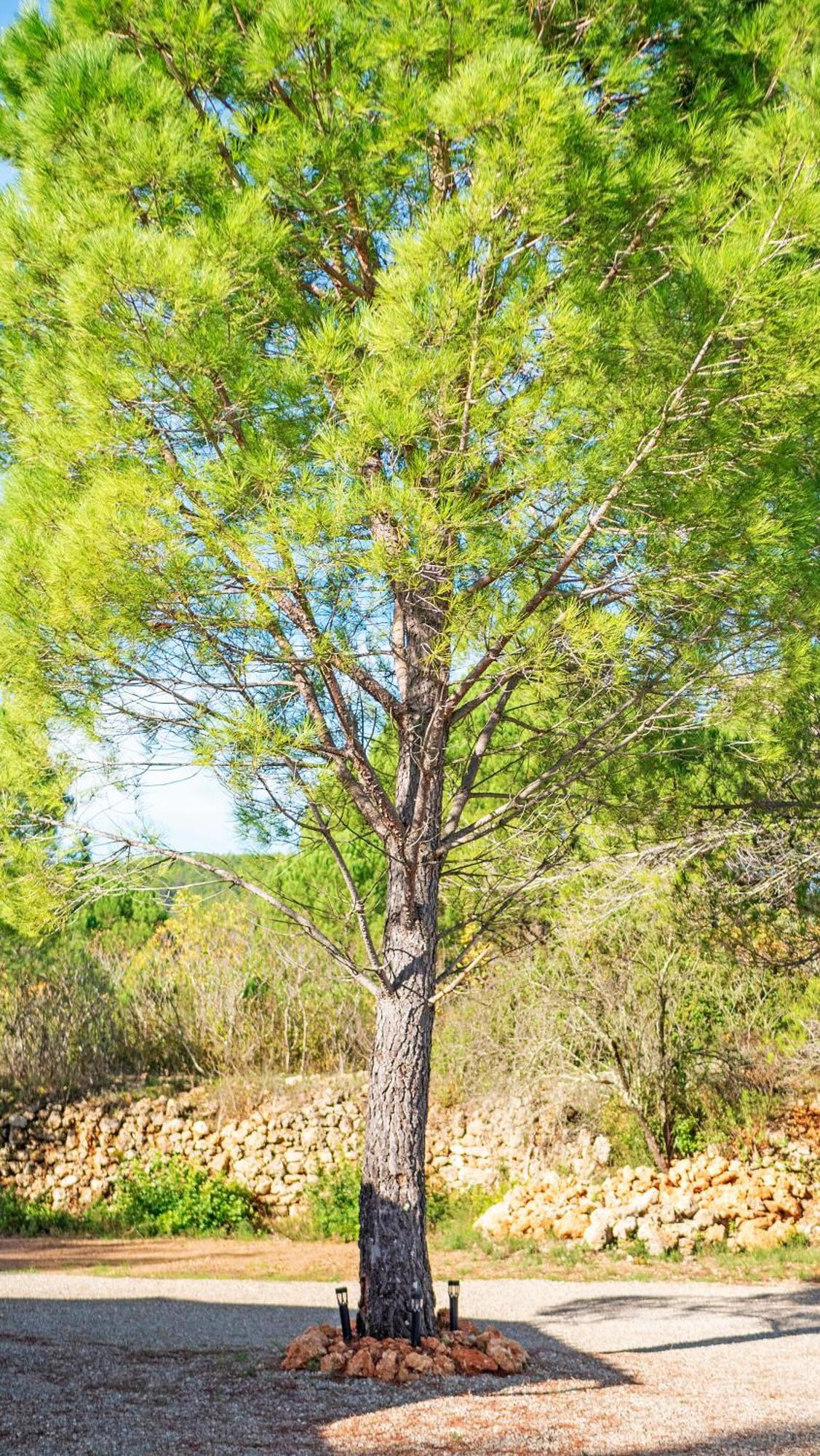 Les Maisons De Loup A Loup Cotignac Dış mekan fotoğraf